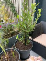 Laurierboom met grote pot €50, Tuin en Terras, Planten | Bomen, Overige soorten, 100 tot 250 cm, Zomer, Ophalen