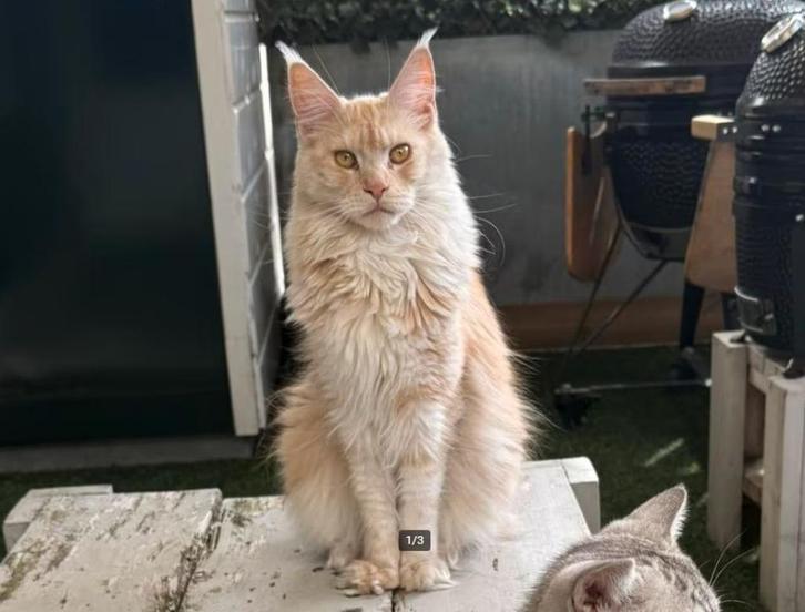 Prachtige Maine Coon kater met stamboom, Dieren en Toebehoren, Katten en Kittens | Raskatten | Langhaar, Kater, 0 tot 2 jaar, Met stamboom