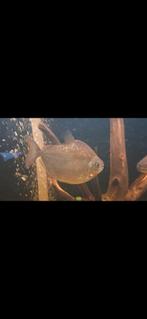Zilver dollar (schijfzalm) groepje van 3, Dieren en Toebehoren, Vissen | Aquariumvissen, Vis