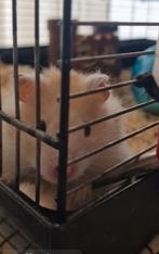 Mooie hamster🐹, Dieren en Toebehoren, Knaagdieren, Hamster, Maart, Mannelijk, Tam