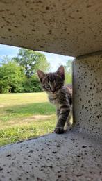 Lieve boerderijkittens, Dieren en Toebehoren, Katten en Kittens | Overige Katten