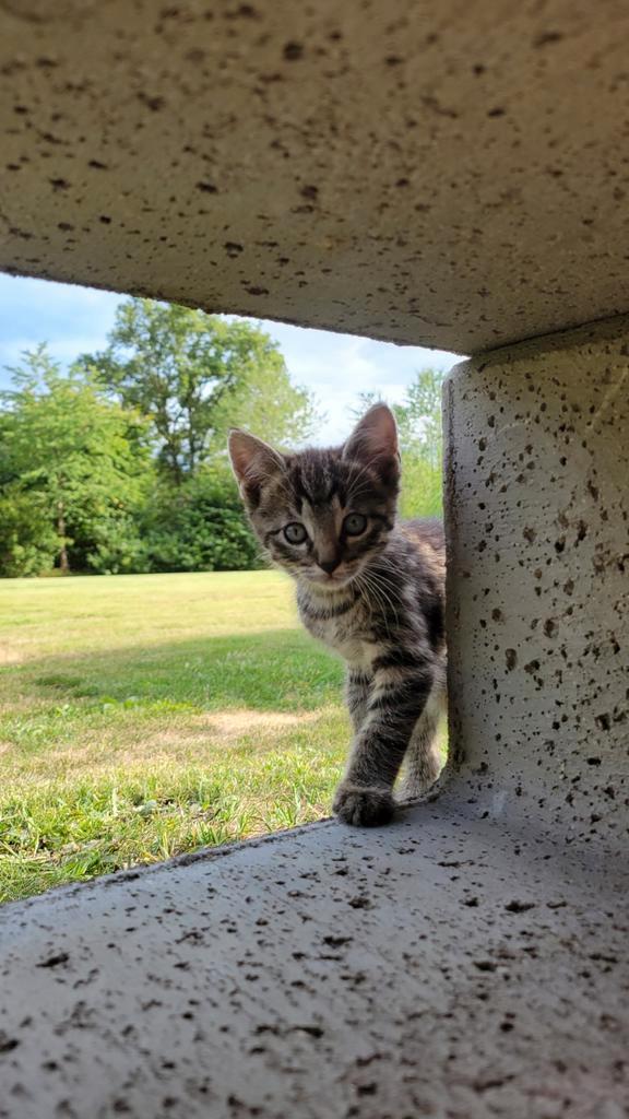Lieve boerderijkittens, Dieren en Toebehoren, Katten en Kittens | Overige Katten