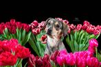 Ter adoptie Evi, Dieren en Toebehoren, Honden | Niet-rashonden, Particulier, Buitenland, Teef, Eén hond