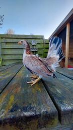 Serama krul en glad hennetjes, div kleuren ., Dieren en Toebehoren, Pluimvee, Vrouwelijk, Kip