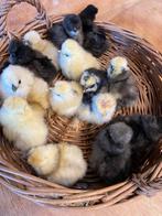 Kuikentjes USA Zijdehoen volop beschikbaar, Geslacht onbekend, Kip