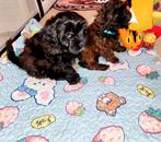 Poedel toy ×boomer (2 reutjes over)klaar voor verhuizen, Poedel, CDV (hondenziekte), 8 tot 15 weken, Meerdere