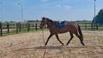 Prachtige 5 jarige ruin., Dieren en Toebehoren, Paarden, Ruin, 3 tot 6 jaar