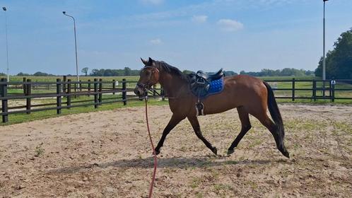 Prachtige 5 jarige ruin., Dieren en Toebehoren, Paarden, Ruin, 3 tot 6 jaar