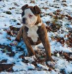 Prachtig Amerikaans bulldog teefje met stamboom, Dieren en Toebehoren, Parvo, Nederland, 8 tot 15 weken, Teef