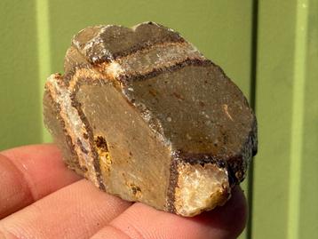 Septarie dragonestone schildpaddensteen mineralen  beschikbaar voor biedingen