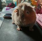 Cavia, Dieren en Toebehoren, Knaagdieren, September, Mannelijk, Cavia