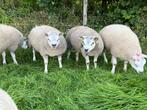 Texelaars stamboek rammen, Mannelijk, Schaap