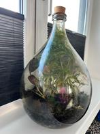 Grote vaas - Flessentuin - Botanische fles - terrarium, Ophalen, Zo goed als nieuw