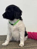 Friese Stabij pups  MOGEN NEST PER 15 JAN. VERLATEN❤️, Rabiës (hondsdolheid), Overige rassen, 8 tot 15 weken, Meerdere