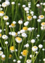 🌼 Biologische zaden zandbloem / papierknopje te koop 🐝, Ophalen of Verzenden, Voorjaar, Volle zon, Zaad