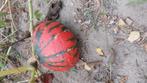 Biologische pompoenen, Diversen, Levensmiddelen, Ophalen of Verzenden