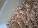 Koppel rattenslangen koop of ruil, Dieren en Toebehoren, Reptielen en Amfibieën, Slang, 3 tot 6 jaar