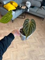 Anthurium King of Spades (KOS), Ophalen, Halfschaduw, Minder dan 100 cm