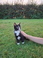 Lieve kitten poes katje, Dieren en Toebehoren, Katten en Kittens | Overige Katten, Poes