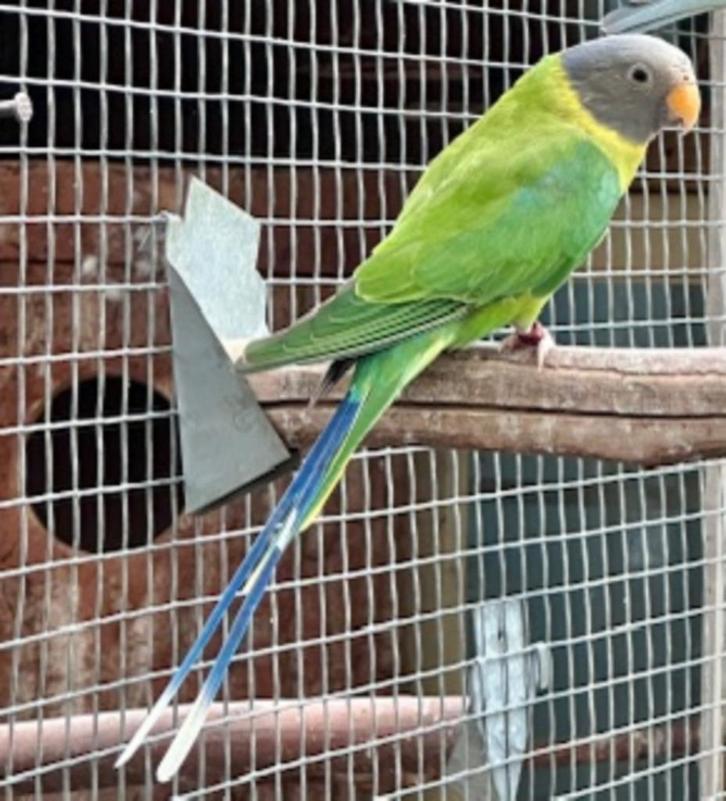 Pruimkop parkiet man, Dieren en Toebehoren, Vogels | Parkieten en Papegaaien, Parkiet, Meerdere dieren