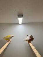 goulds, Dieren en Toebehoren, Vogels | Overige Vogels, Meerdere dieren