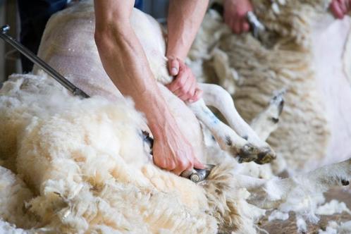 Schapenwol gevraagd!, Dieren en Toebehoren, Schapen, Geiten en Varkens, Schaap