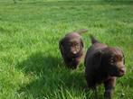 Choco bruine Labrador pups, Rabiës (hondsdolheid), 8 tot 15 weken, Labrador retriever, Meerdere