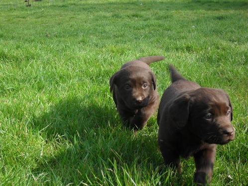 Choco bruine Labrador pups, Dieren en Toebehoren, Honden | Retrievers, Spaniëls en Waterhonden, Meerdere dieren, Labrador retriever
