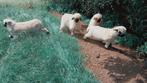 3 Walliser Schwarznase ooien, Dieren en Toebehoren, Vrouwelijk, Schaap, 0 tot 2 jaar