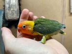 Jonge wild kleur Agapornis fischeri dwergpapegaai, Dieren en Toebehoren, Vogels | Parkieten en Papegaaien, Geslacht onbekend, Dwergpapegaai of Agapornis