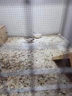 Koppel bonte chinese kwartels, Meerdere dieren, Tropenvogel