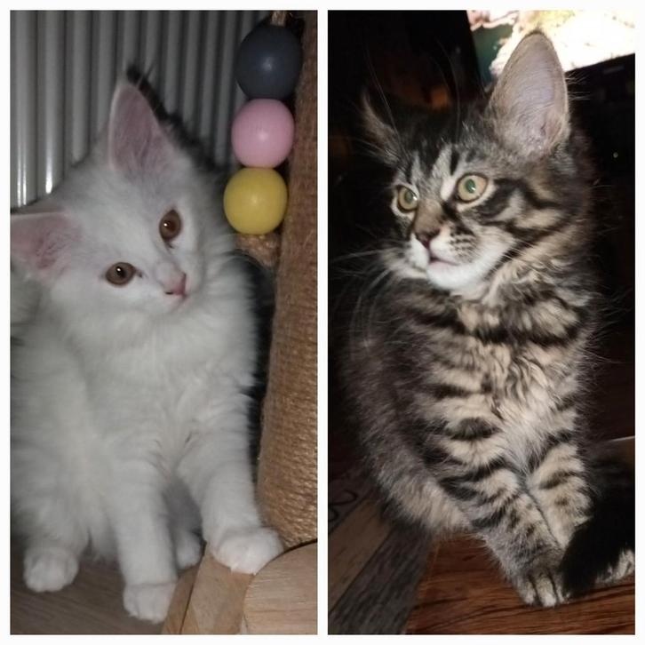 2 mooie pluizige MC katertje en poesje, Dieren en Toebehoren, Katten en Kittens | Raskatten | Langhaar, Meerdere dieren, 0 tot 2 jaar
