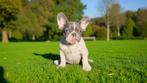 Mooiste raszuivere Franse Bulldog pups van NL., Nederland, Rabiës (hondsdolheid), 15 weken tot 1 jaar, Bulldog
