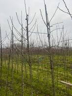 Fruitbomen 6-8 cm lengte200-250cm, Ophalen of Verzenden, Lente
