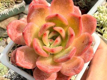 Echeveria pink PP/pot 10cm/vetvetplant/succulent beschikbaar voor biedingen