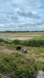Stal vrij op prive stal diemen, Dieren en Toebehoren, Stalling, 1 paard of pony