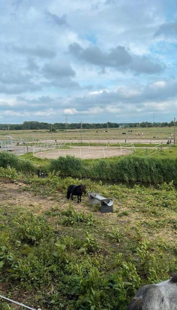 Stal vrij op prive stal diemen, Dieren en Toebehoren, Stalling en Weidegang, Stalling, 1 paard of pony
