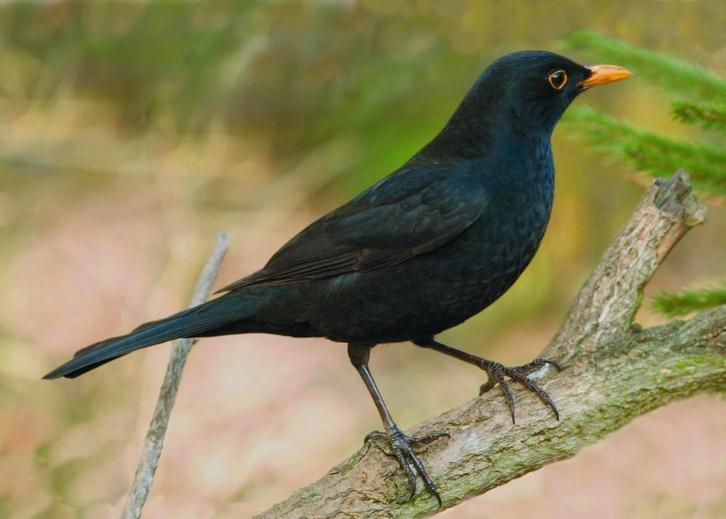 merel, Dieren en Toebehoren, Vogels | Overige Vogels, Wildzangvogel, Vrouwelijk, Geringd