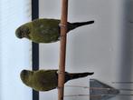 Te koop koppel bf split bw, Meerdere dieren, Tropenvogel