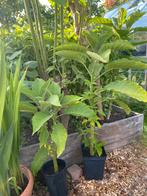 Brugmansia stekken, Ophalen, Zomer, Overige soorten, Volle zon