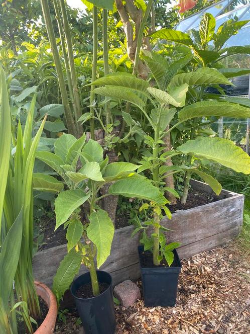Brugmansia stekken, Tuin en Terras, Planten | Tuinplanten, Overige soorten, Volle zon, Zomer, Ophalen