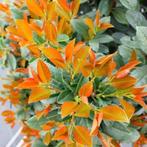 **ACTIE** Prunus laur. Bonaparte, laurier, Ophalen of Verzenden, Laurier, Struik, Minder dan 100 cm