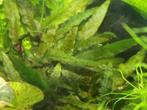 CRYPTOCORYEN BULLOSA, Ophalen of Verzenden, Nieuw, Plant(en), Steen of Hout