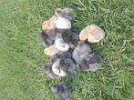 Zijdehoen kriel hen kuikens, Dieren en Toebehoren, Pluimvee, Vrouwelijk, Kip