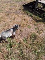 Geiten  bok, Dieren en Toebehoren, Schapen, Geiten en Varkens, Mannelijk, Geit