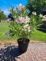 Oleander 150 cm hoog kleur licht roze, Tuin en Terras, Ophalen, Volle zon, Overige soorten, 100 tot 250 cm