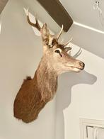 Groot edelhert, Verzamelen, Dierenverzamelingen, Ophalen, Zo goed als nieuw, Hert, Gewei of Kop