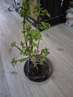 Portulacaria Afra spekboom ( bonsai achtig ) zie foto, Huis en Inrichting, Kamerplanten, Ophalen, Overige soorten, Minder dan 100 cm