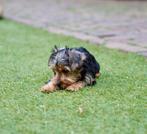 Yorkshire Terrier pups | Teefjes, Yorkshire Terriër, Nederland, CDV (hondenziekte), 8 tot 15 weken