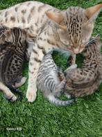 Prachtige Bengaal kittens, Dieren en Toebehoren, Katten en Kittens | Raskatten | Korthaar, Meerdere dieren